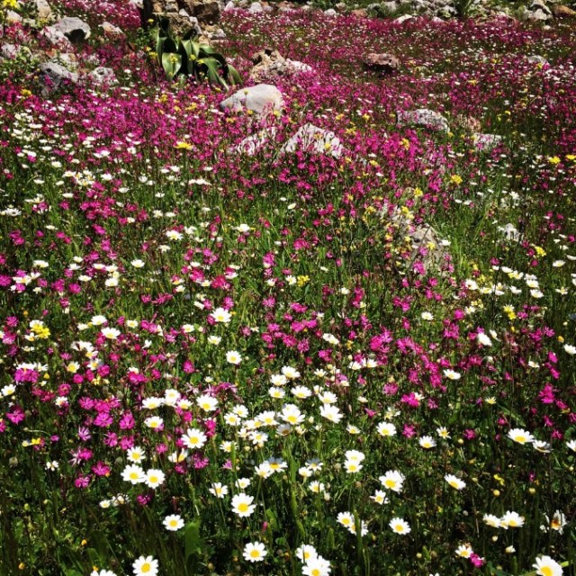 Boom 2016-06-30 at 18.31.47