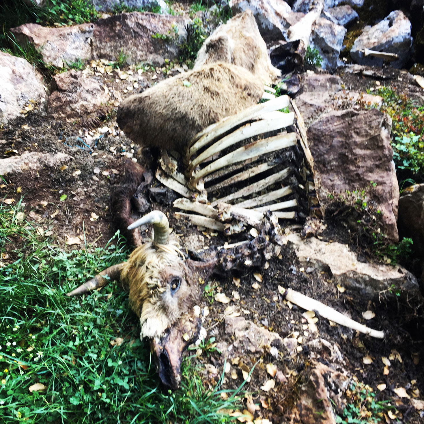 Erymanthos_Mountain_2017_06