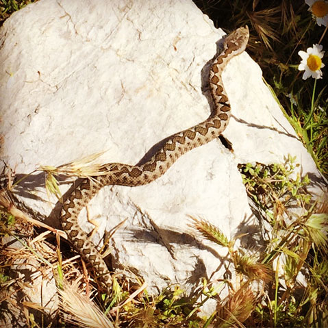 Erymanthos_Mountain_2017_34