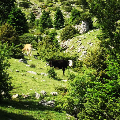 Agrafa_Five_Towers_10