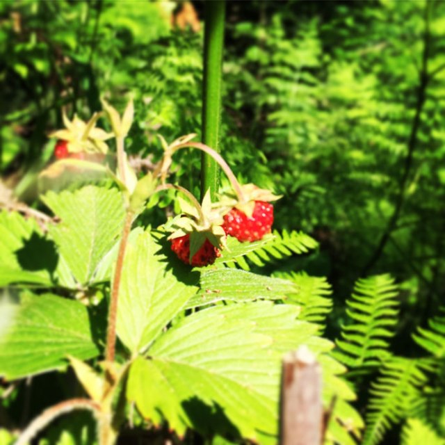 Agrafa_Voutsikaki_42