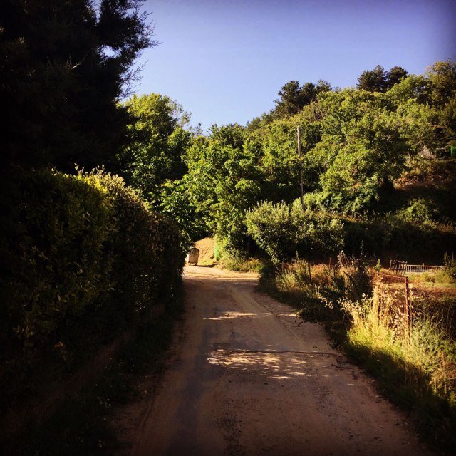 Skiritida_Forest_Vlachokerasia_01