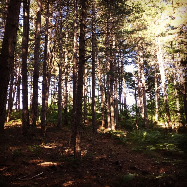 Skiritida_Forest_Vlachokerasia_02