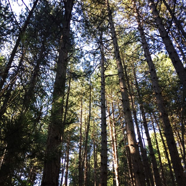 Skiritida_Forest_Vlachokerasia_03