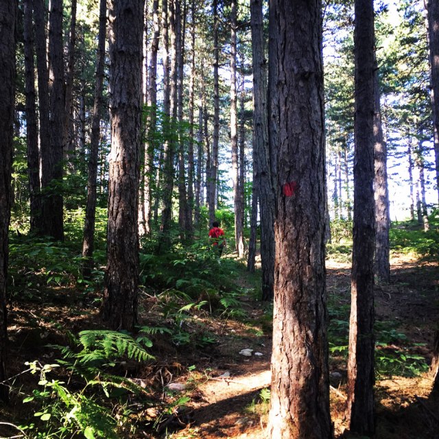 Skiritida_Forest_Vlachokerasia_04