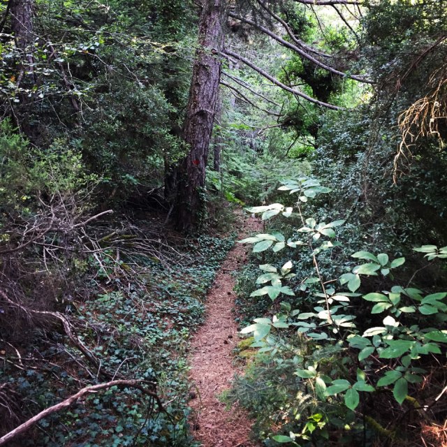 Skiritida_Forest_Vlachokerasia_05