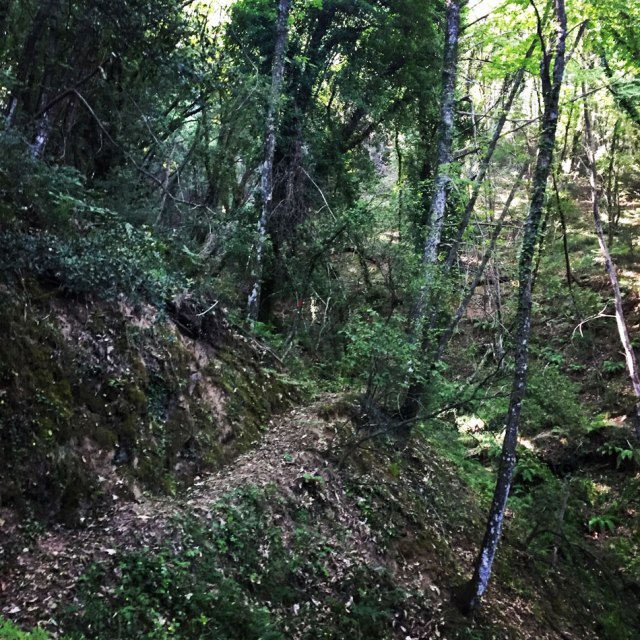 Skiritida_Forest_Vlachokerasia_07