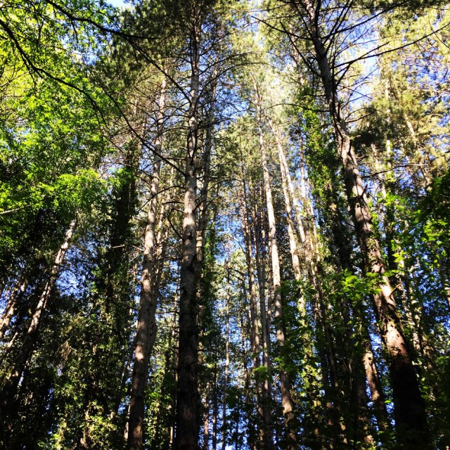 Skiritida_Forest_Vlachokerasia_08