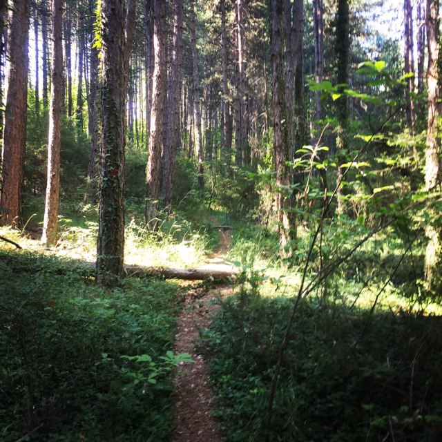 Skiritida_Forest_Vlachokerasia_09