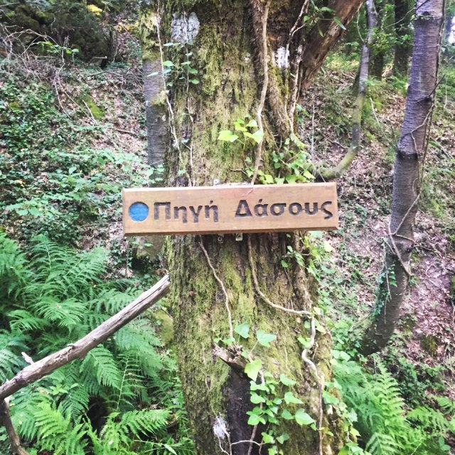 Skiritida_Forest_Vlachokerasia_10