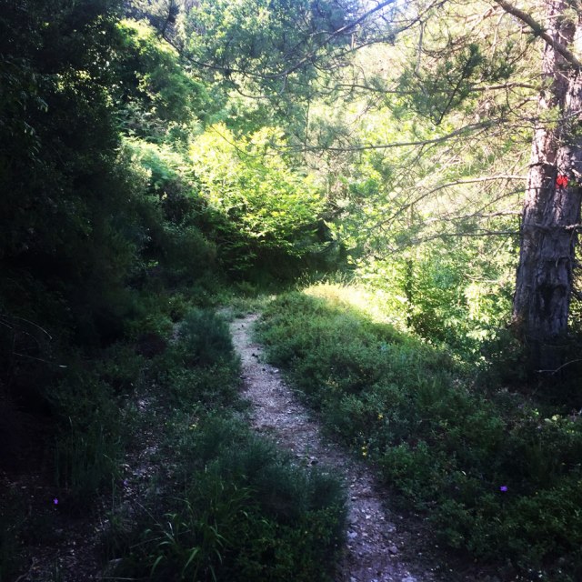 Skiritida_Forest_Vlachokerasia_11