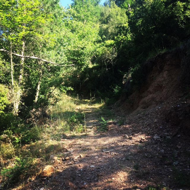 Skiritida_Forest_Vlachokerasia_13