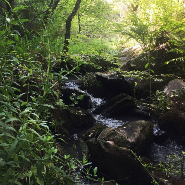 Skiritida_Forest_Vlachokerasia_15