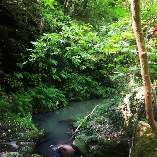 Skiritida_Forest_Vlachokerasia_17