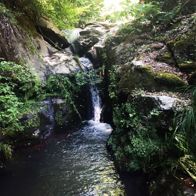 Skiritida_Forest_Vlachokerasia_19