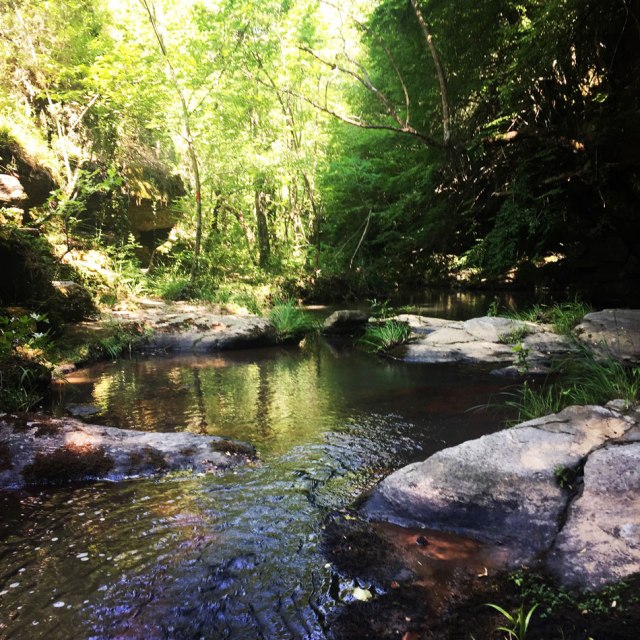 Skiritida_Forest_Vlachokerasia_20