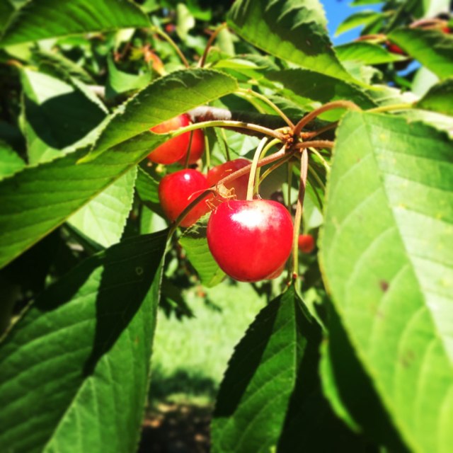 Skiritida_Forest_Vlachokerasia_22