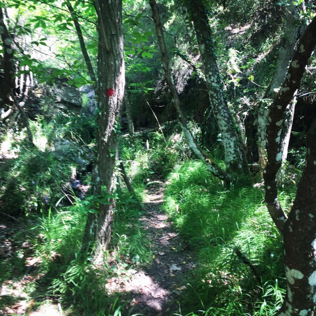 Skiritida_Forest_Vlachokerasia_23