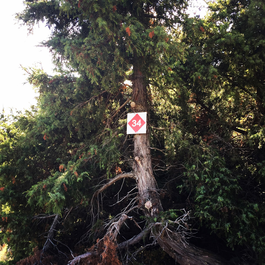 Scrambling_In_Artemisio_2005