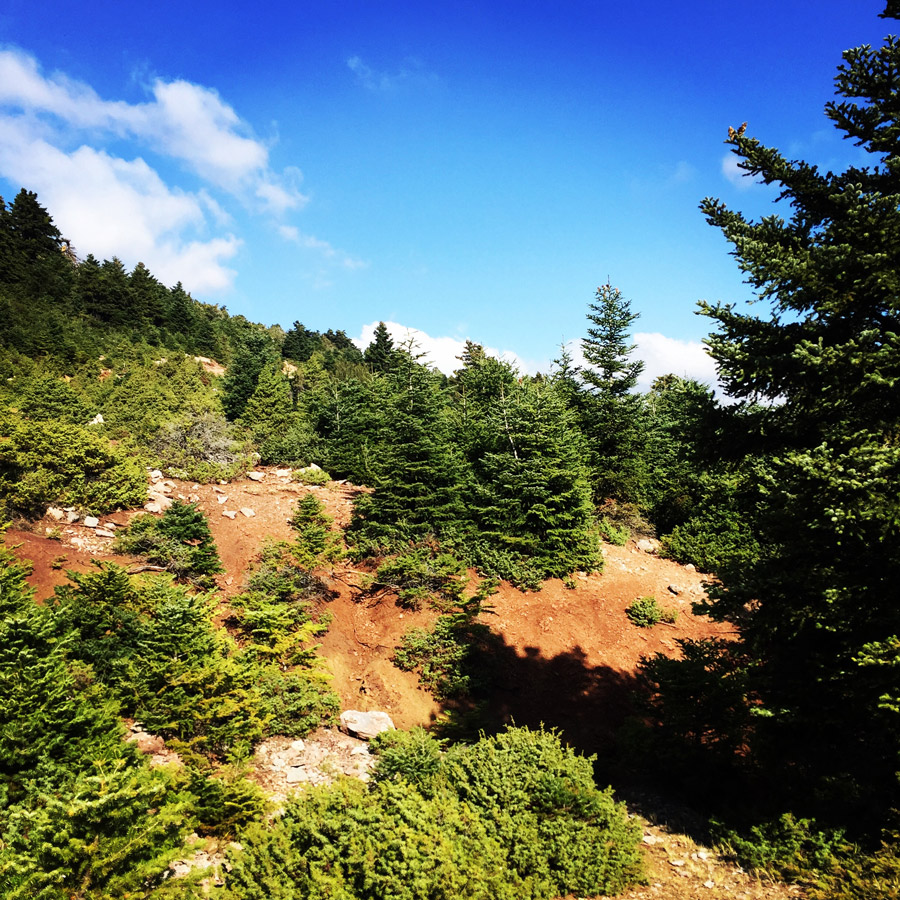 Scrambling_In_Artemisio_2007