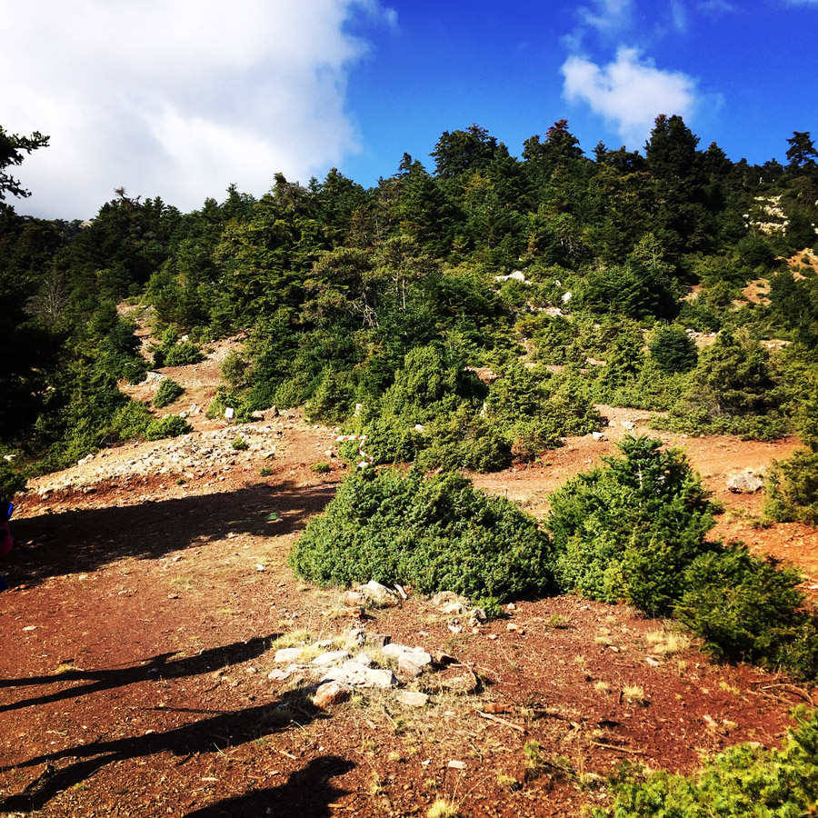 Scrambling_In_Artemisio_2008