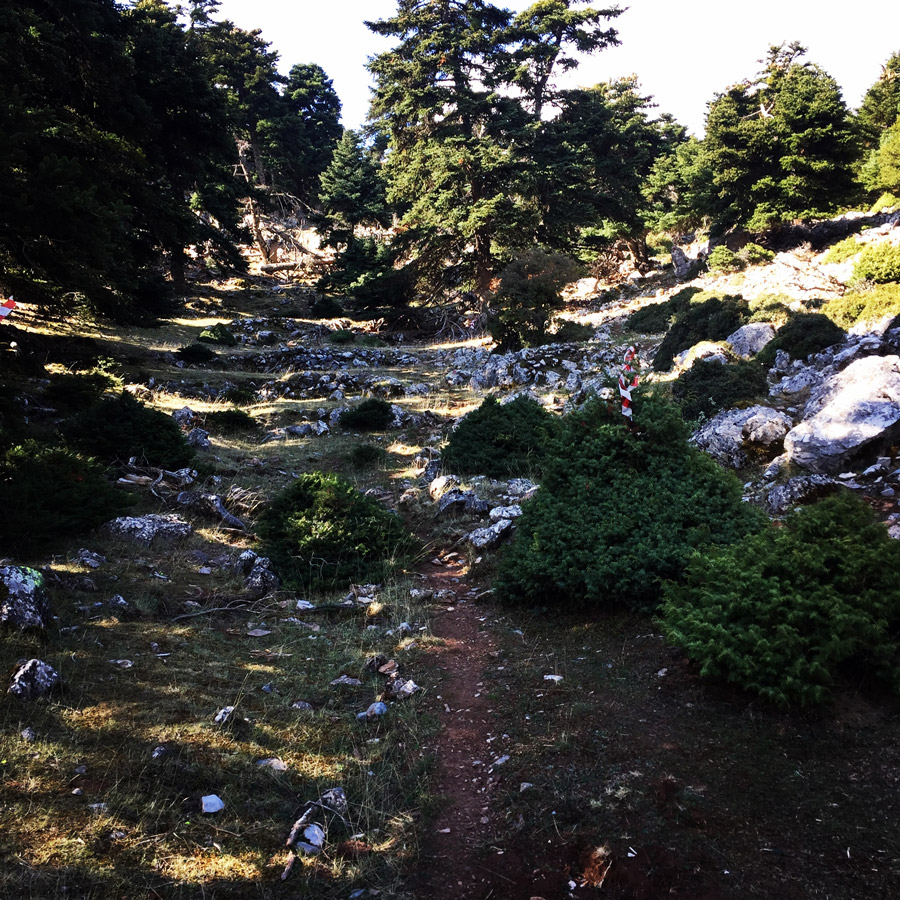 Scrambling_In_Artemisio_2009