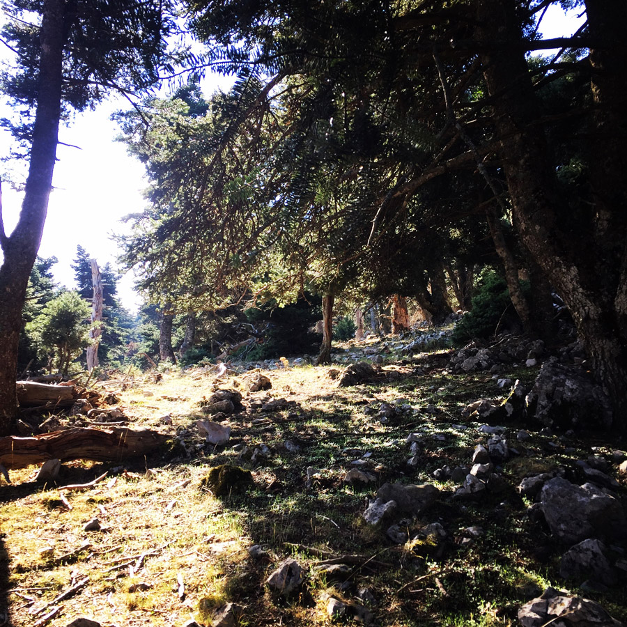 Scrambling_In_Artemisio_2010