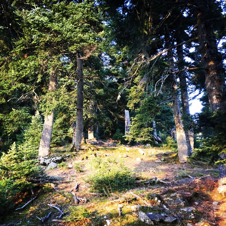 Agrafa_Svoni_Pouli_Papadimitri_Hiking_3442