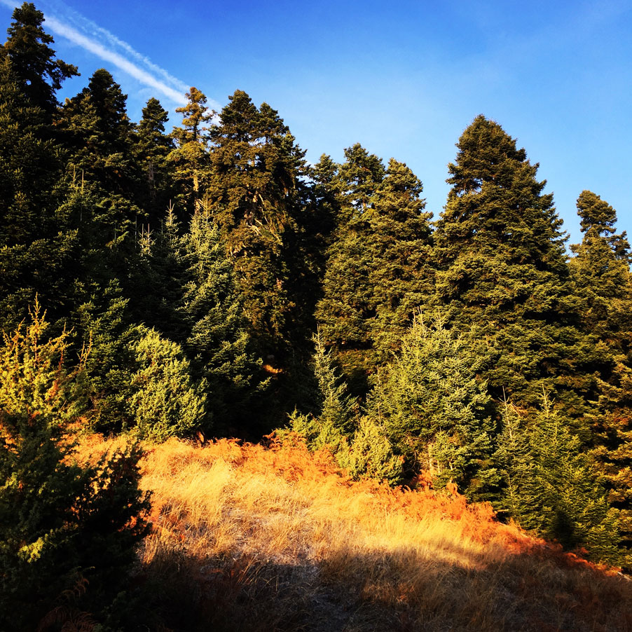 Agrafa_Svoni_Pouli_Papadimitri_Hiking_3443