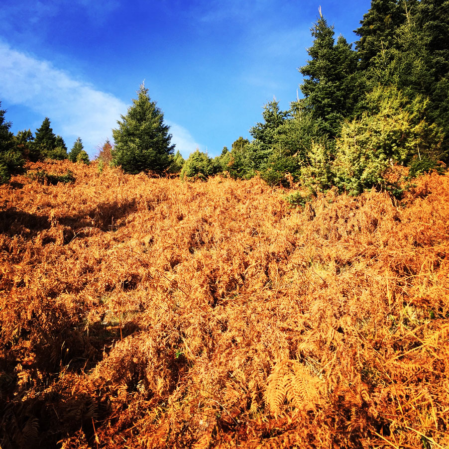 Agrafa_Svoni_Pouli_Papadimitri_Hiking_3446