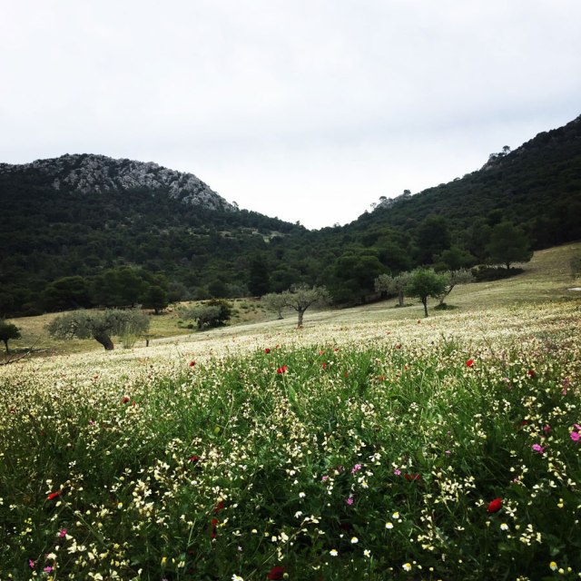 Ermioni_Katafyki_Katafiki_6495