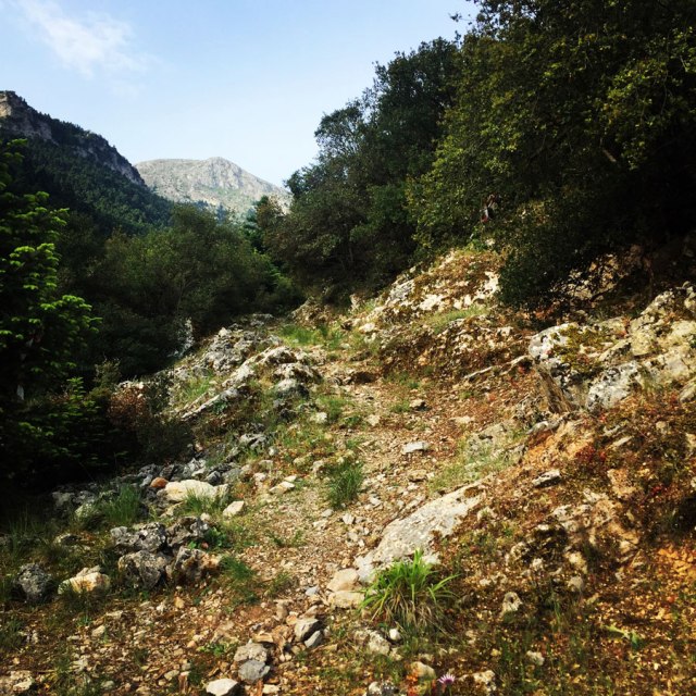 Mount_Oligyrtos_Chionotripa_Grimini_7829