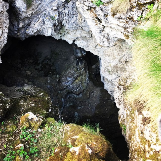 Mount_Oligyrtos_Chionotripa_Grimini_7848