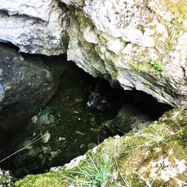 Mount_Oligyrtos_Chionotripa_Grimini_7849