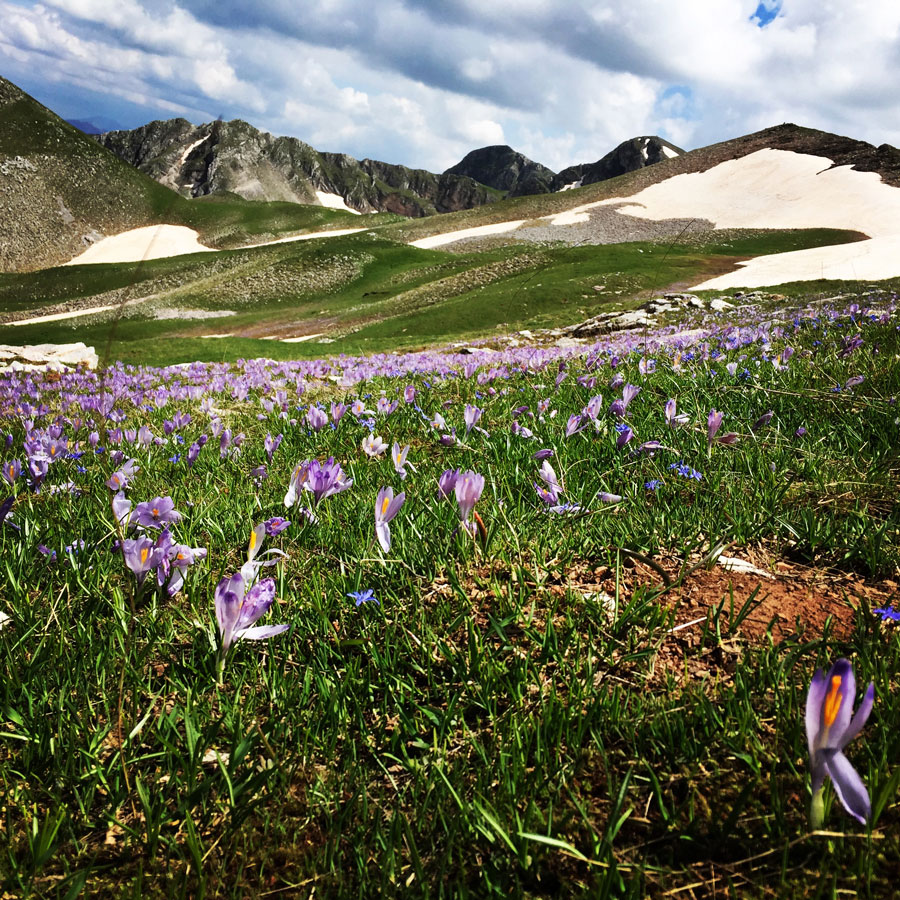 Lakmos_Peristeri_Verliga_9237