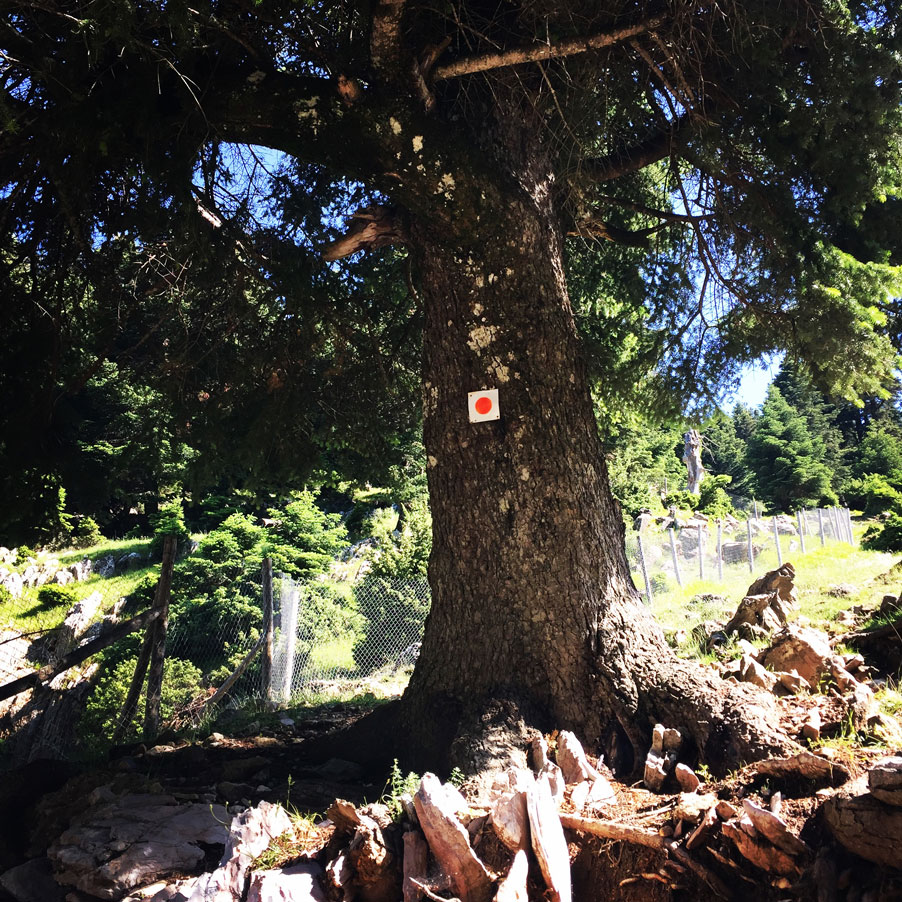 Lambia_Ori_Tsipiana_Analipsi_Dirvi_8160