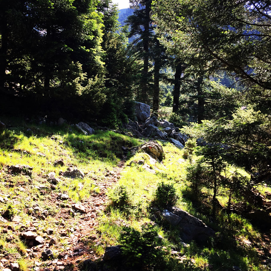 Lambia_Ori_Tsipiana_Analipsi_Dirvi_8164