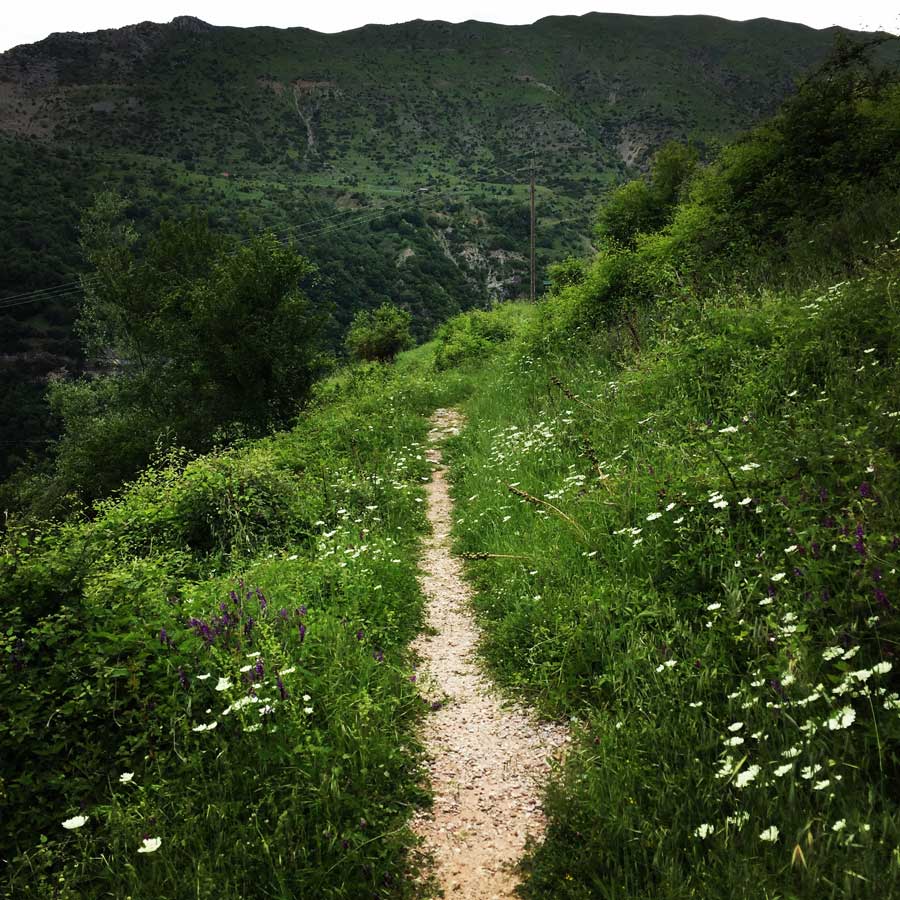 Kallarites_Syrakko_9315