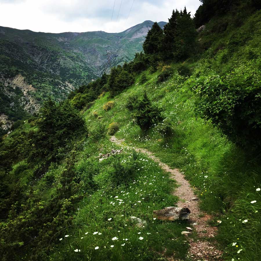 Kallarites_Syrakko_9317