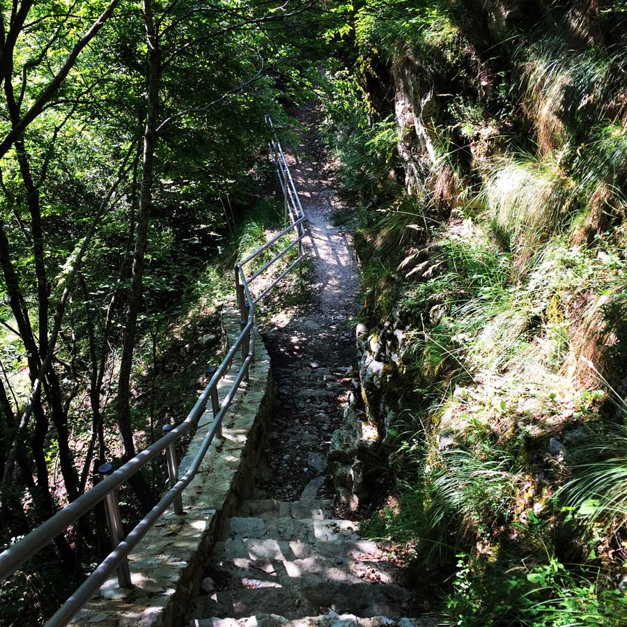 Kallarites_Syrakko_9322