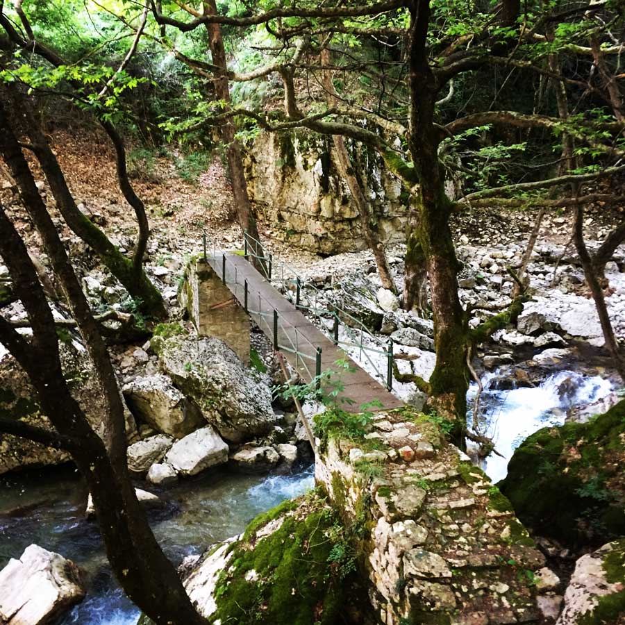 Kallarites_Syrakko_9325