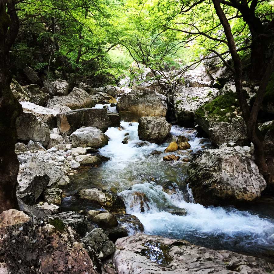 Kallarites_Syrakko_9328