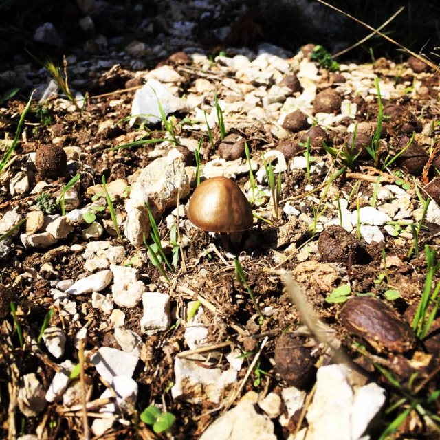 Aremisio_North_Face_Trad_Climbing_1798