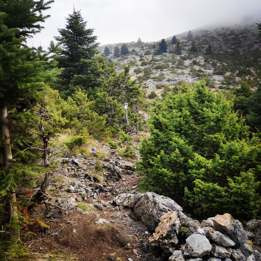 Mainalo_Menalo_Mountain_Ostrakina-Mavri_Koryfi_Travere_20181125_201327_662