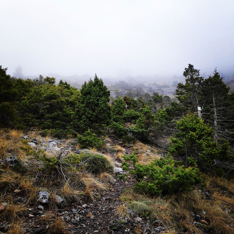 Mainalo_Menalo_Mountain_Ostrakina-Mavri_Koryfi_Travere_20181125_201426_660