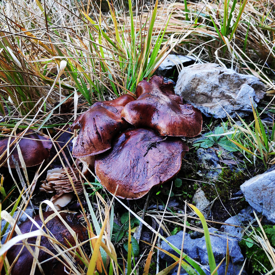 Mainalo_Menalo_Mountain_Refuge_Tzelati_20181125_074053_835