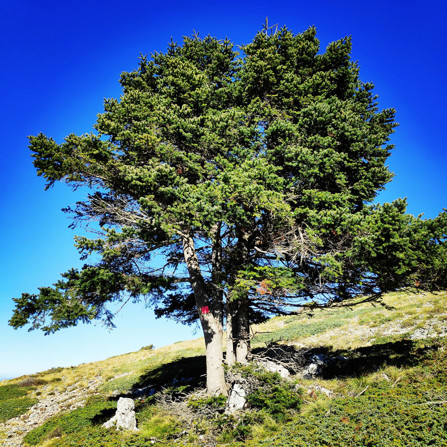 Mainalo_Menalo_Mountain_Refuge_Tzelati_20181125_184915_421
