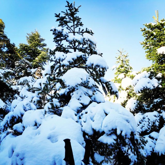 Winter_Hiking_Parnitha_20181230_104402_440