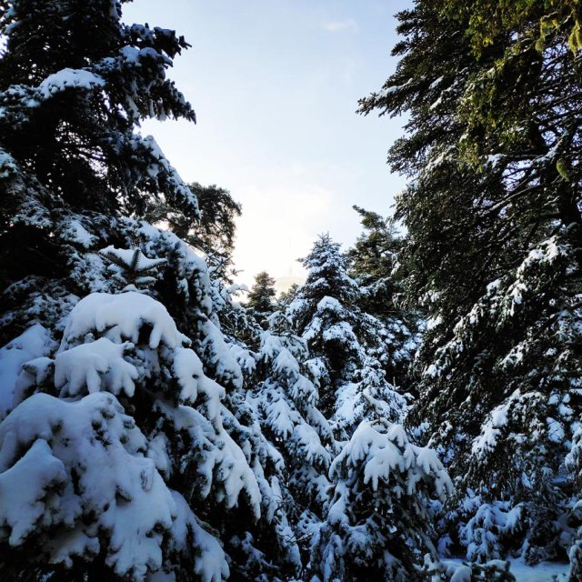 Winter_Hiking_Parnitha_20181230_105010_315