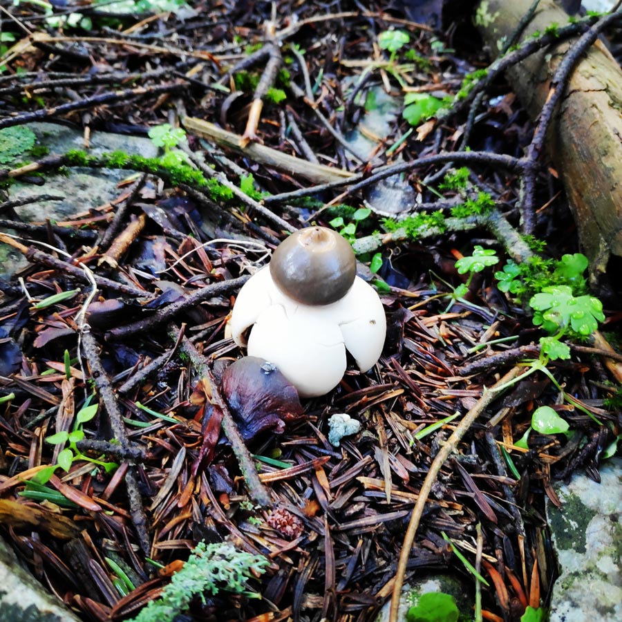 elikonas_helicon_mountain_winter_hike_20190126_170913_185